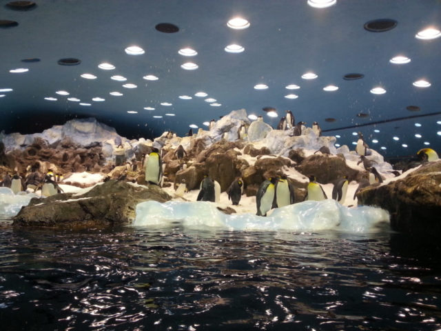 Loro Parque - palác tučňáků